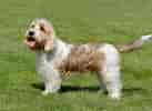 Billedresultat for Petit Basset Griffon Vendeen Puppies. størrelse: 137 x 100. Kilde: puppychoices.co.uk