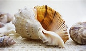 Image result for Seashells. Size: 169 x 100. Source: pxhere.com