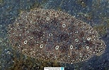 Afbeeldingsresultaten voor Pardachirus pavoninus. Grootte: 154 x 100. Bron: www.reeflex.net