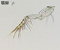 Afbeeldingsresultaten voor "paracalanus Aculeatus". Grootte: 120 x 100. Bron: plankton.image.coocan.jp