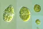 Image result for "gymnodinium Pulchellum". Size: 150 x 100. Source: protist.i.hosei.ac.jp