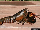 Image result for Homarus americanus Typen. Size: 136 x 100. Source: www.forestryimages.org