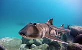 Afbeeldingsresultaten voor Crested Horn Shark egg. Grootte: 164 x 100. Bron: www.youtube.com