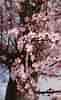 Kuvatulos haulle Cherry Blossom. Koko: 61 x 100. Lähde: jooinn.com