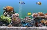 Image result for vista Screensaver Fish Tank. Size: 158 x 100. Source: bdhelpcenter.blogspot.com