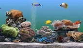 Image result for Vista Screensaver Fish Tank. Size: 171 x 100. Source: bdhelpcenter.blogspot.com