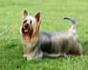 Image result for Silky Terrier. Size: 126 x 100. Source: www.petsmagazine.com.au