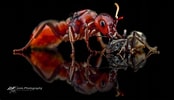 Image result for "polycheira Rufescens". Size: 174 x 100. Source: ant-photo.eu