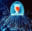 Image result for Turritopsis dohrnii Roofdieren. Size: 104 x 100. Source: ar.inspiredpencil.com