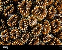 Image result for Oculinidae. Size: 123 x 100. Source: www.alamy.de