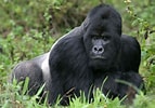 Image result for "chirodropus Gorilla". Size: 143 x 100. Source: www.britannica.com