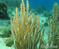 Image result for Pterogorgia guadalupensis Rijk. Size: 120 x 100. Source: bioobs.fr