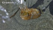 Image result for Clam Siphon. Size: 176 x 100. Source: www.youtube.com