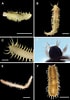 Image result for "pelagobia Longicirrata". Size: 70 x 100. Source: zookeys.pensoft.net