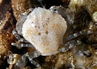 Image result for "lissocarcinus Polybioides". Size: 139 x 100. Source: www.roboastra.com