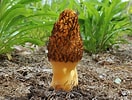 Image result for "codonellopsis Morchella". Size: 132 x 100. Source: ultimate-mushroom.com