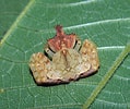 Image result for Achaeus trituberculatus Stam. Size: 119 x 100. Source: www.flickr.com