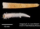 Image result for "pectinaria Belgica". Size: 135 x 100. Source: www.invertebase.org