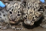 Résultat d’image pour Newborn Baby Snow leopard. Taille: 149 x 100. Source: www.boisestatepublicradio.org