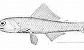 Afbeeldingsresultaten voor Notoscopelus caudispinosus. Grootte: 168 x 80. Bron: commons.wikimedia.org