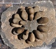 Image result for "phyllostaurus Echinoides". Size: 114 x 100. Source: forums.arrowheads.com
