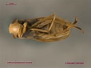 Image result for "corycaeus Agilis". Size: 133 x 100. Source: www.zoology.ubc.ca
