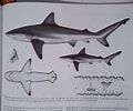 Image result for "carcharhinus Hemiodon". Size: 120 x 100. Source: www.researchgate.net