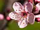 mida de Resultat d'imatges per a cerezos en flor Sakura.: 131 x 100. Font: nanda1995.blogspot.com