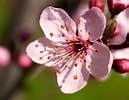 Bildergebnis für cerezos en flor Sakura. Größe: 129 x 100. Quelle: nanda1995.blogspot.com