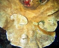 Image result for Agaricia grahamae Geslacht. Size: 121 x 100. Source: reefguide.org
