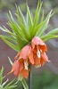 Image result for "fritillaria Drygalskii". Size: 65 x 100. Source: my.chicagobotanic.org