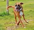 Image result for Boxer Dog. Size: 114 x 100. Source: www.101dogbreeds.com