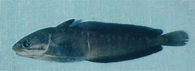Image result for "urophycis Tenuis". Size: 273 x 100. Source: ncfishes.com