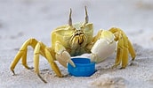 Image result for Horned Eye Ghost Crab. Size: 172 x 100. Source: edition.cnn.com
