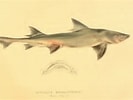 Image result for "triakis Megalopterus". Size: 133 x 100. Source: shark-references.com