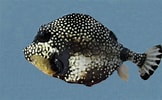 Image result for Smooth Trunkfish Genus. Size: 162 x 100. Source: www.mexican-fish.com