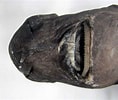 Image result for "linuparus Somniosus". Size: 118 x 100. Source: shark-references.com