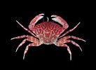 Image result for "pulcratis Reticulatus". Size: 137 x 100. Source: www.crabdatabase.info