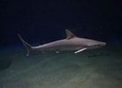 Afbeeldingsresultaten voor "carcharhinus Sealei". Grootte: 138 x 100. Bron: www.pinterest.es