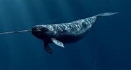 Image result for grondeldolfijnen Grootte. Size: 186 x 100. Source: evolutiewalvis.weebly.com