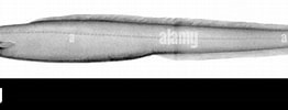 Afbeeldingsresultaten voor Simenchelys parasitica Stam. Grootte: 262 x 84. Bron: www.alamy.com