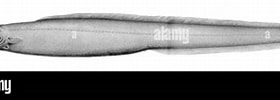 Image result for "simenchelys Parasitica". Size: 280 x 84. Source: www.alamy.com