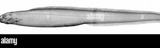 Image result for Simenchelys parasitica Geslacht. Size: 328 x 84. Source: www.alamy.com