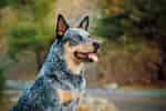 Image result for Australian Cattle Dog. Size: 150 x 100. Source: www.dailypaws.com