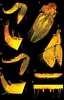 Image result for "ectoplana Limuli". Size: 64 x 100. Source: subtbiol.pensoft.net