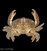 Image result for "actaeodes Tomentosus". Size: 93 x 100. Source: www.crustaceology.com