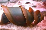 Afbeeldingsresultaten voor Crested Horn Shark egg. Grootte: 151 x 100. Bron: www.sciencefriday.com