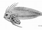 Image result for "symphurus Ligulatus". Size: 137 x 100. Source: fishbiosystem.ru