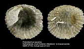 Afbeeldingsresultaten voor "pododesmus Squama". Grootte: 170 x 100. Bron: www.marinespecies.org
