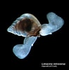 Afbeeldingsresultaten voor Limacina retroversa Anatomie. Grootte: 98 x 100. Bron: www.pinterest.com